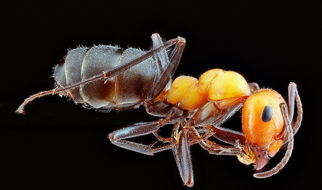Ant Control service in Chico, CA
