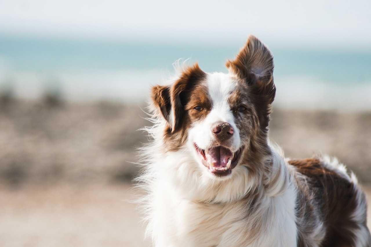 Flea & Tick Control service in Chico, CA