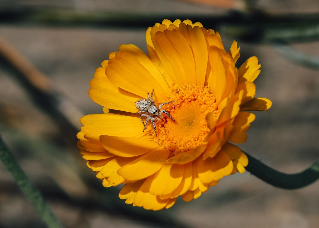 Spider Control service in Chico, CA